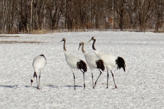 JP_wildlife_02
