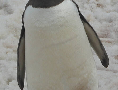 Antarctica #8 – Plenty of penguins and whales